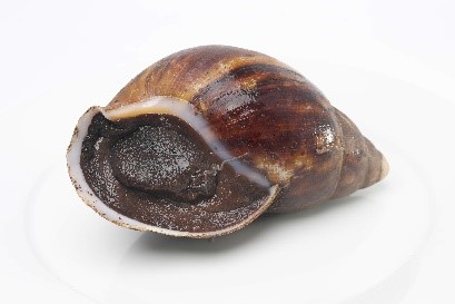 Jumbo Snail - shell on