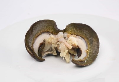 snail (cleaned)